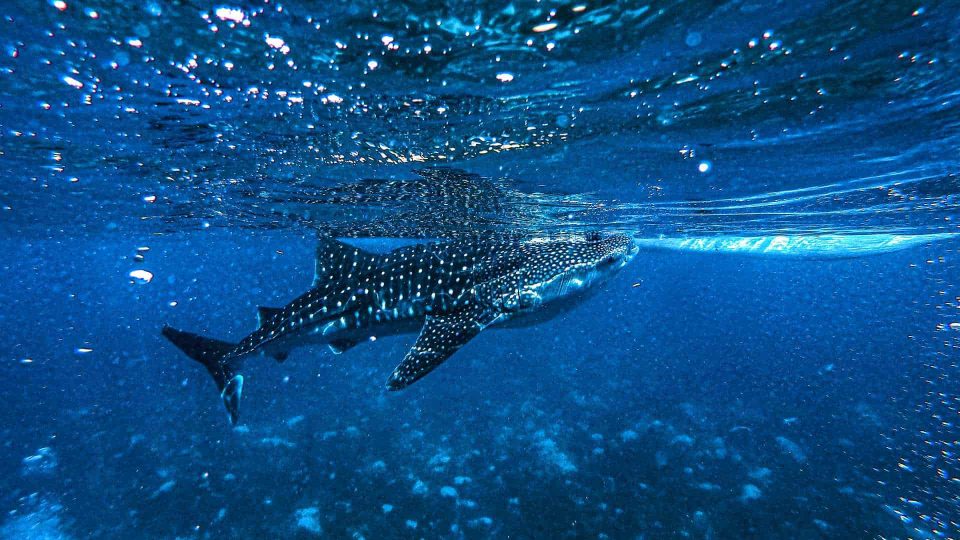 Whale shark at surface