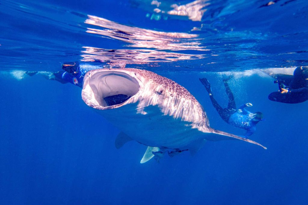 Whale shark surrounded by freedivers