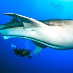 Taucher schwimmt mit Walhai