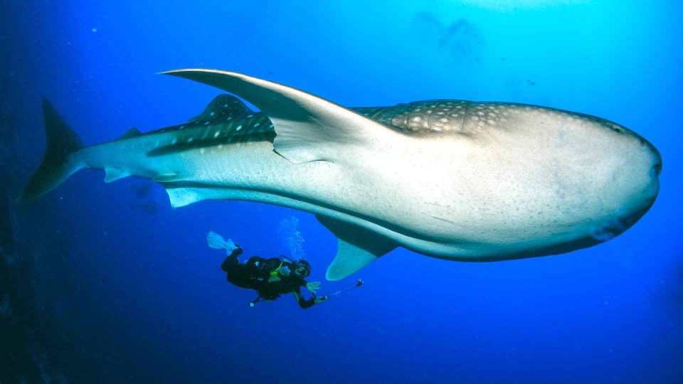 Scuba diver with whale shark