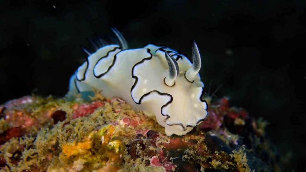 White nudibranch macro shot