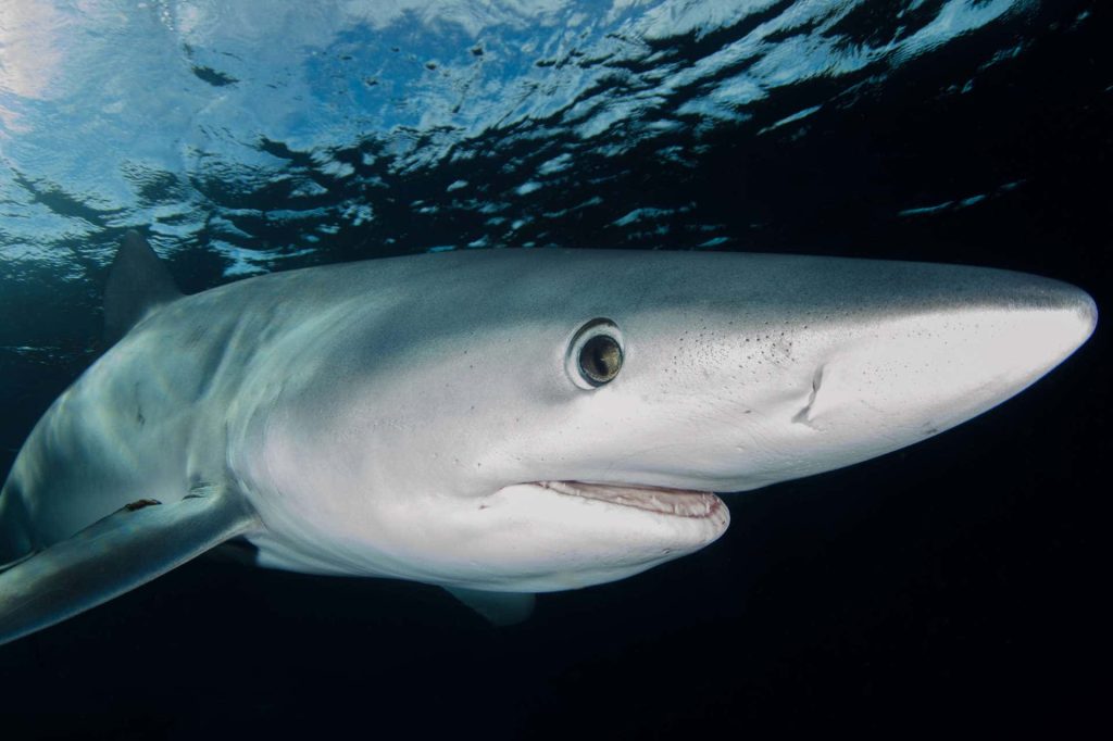 White shark swimming underwater